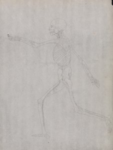 Srovnávací anatomická expozice struktury lidského těla s tygrem a ko ...